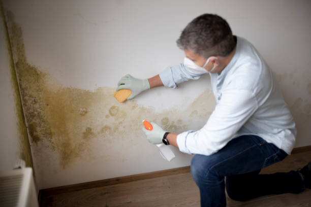  Whitwell, TN Mold Removal Pros