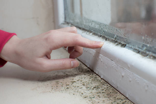 Best Water Damage & Mold Remediation  in Whitwell, TN
